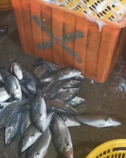 中利网 为啥大型连锁餐厅不敢用活鱼？活鱼运输要加麻醉剂，想吃活鱼就等同于吃进了麻醉剂